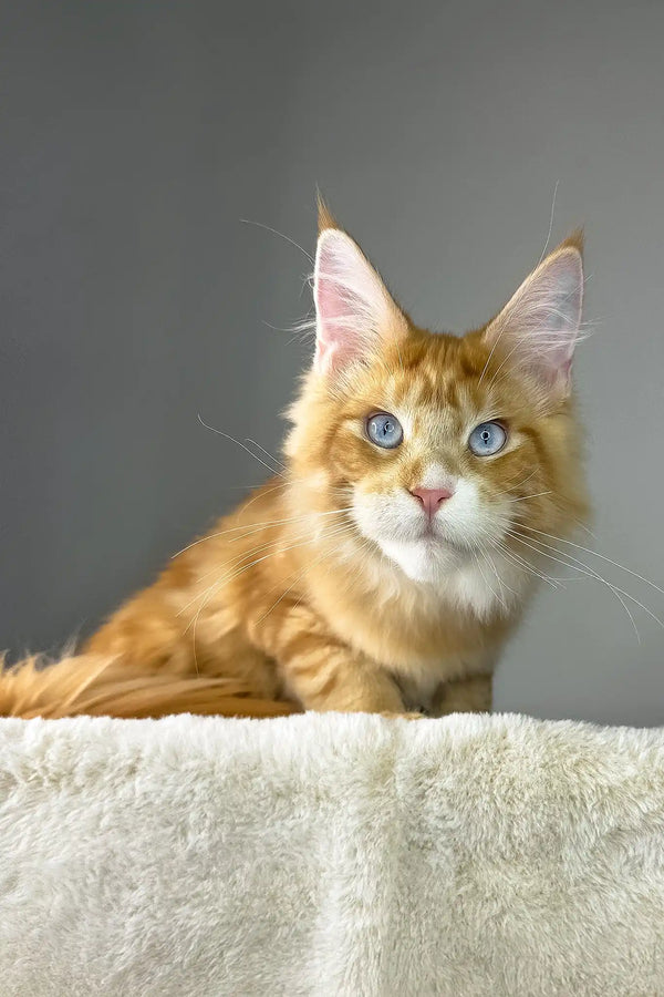Golden boy | maine coon kitten