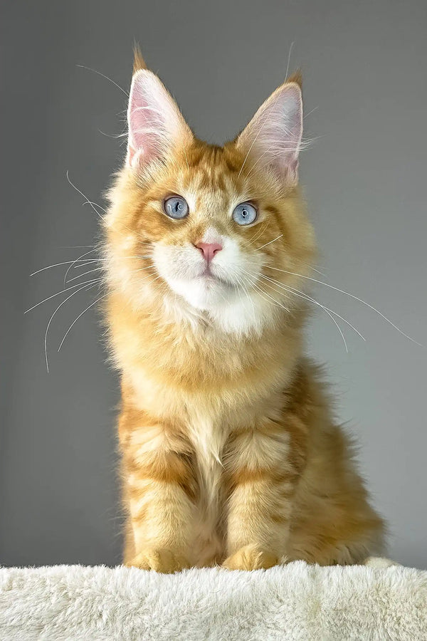 Golden boy | maine coon kitten