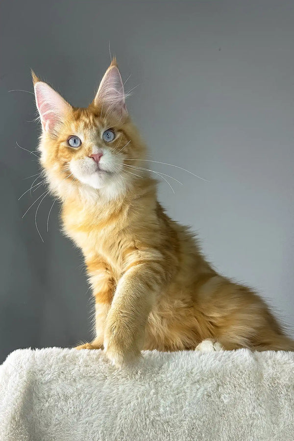 Golden boy | maine coon kitten