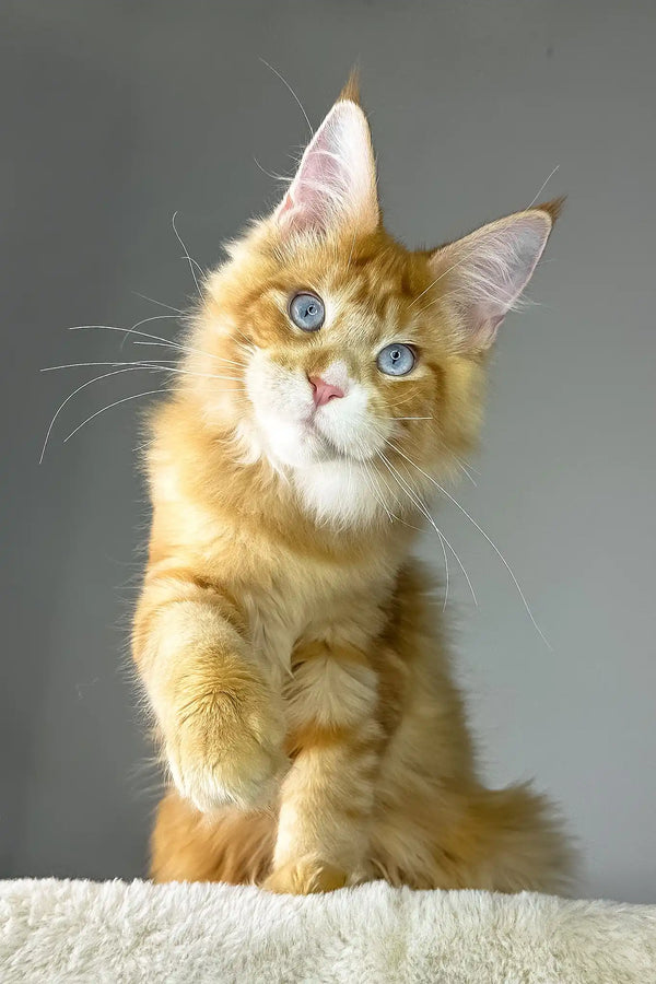 Golden boy | maine coon kitten