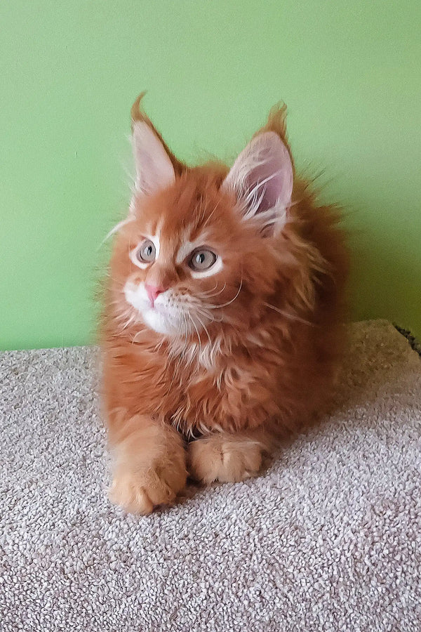 Fluffy ginger kitten from Graffy | Maine Coon Kitten product, super cute and playful!