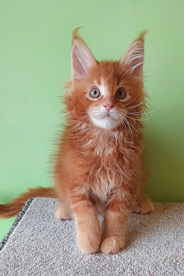 Ginger Maine Coon kitten exploring Graffy Maine Coon Kitten product