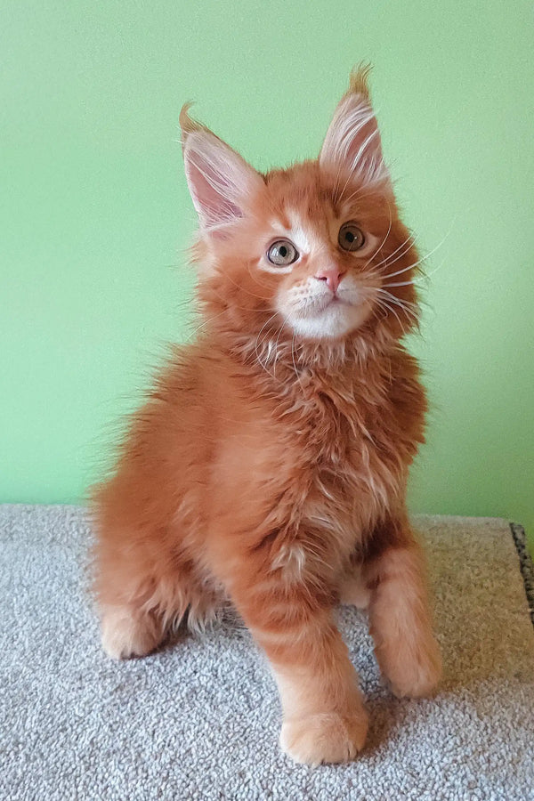 Adorable Ginger Maine Coon kitten from the Graffy collection, perfect for cat lovers