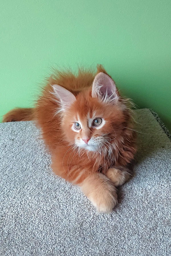 Cute Ginger kitten with fluffy fur in Graffy Maine Coon Kitten product