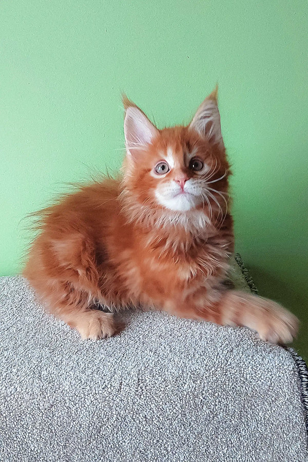 Adorable Ginger Maine Coon kitten from Grambo | Maine Coon Kitten collection