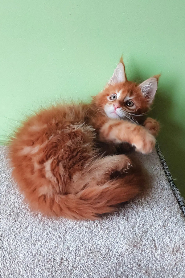 Fluffy orange Maine Coon kitten from the Grambo Maine Coon Kitten product line