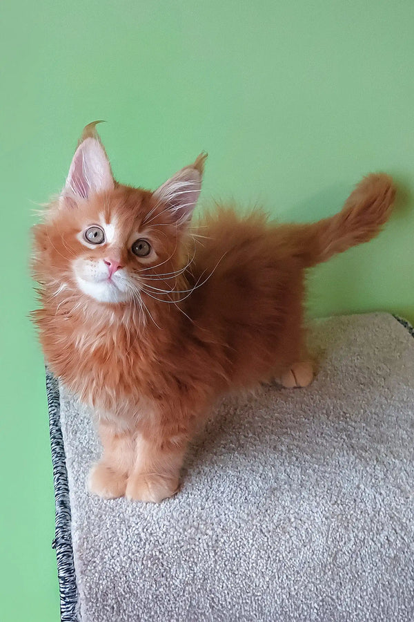 Cute Ginger Maine Coon kitten from Grambo, perfect for your new furry friend
