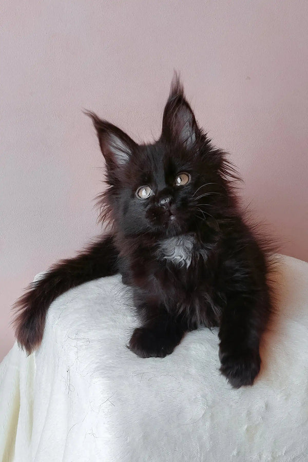 Cute black Maine Coon kitten for sale in the Gray Maine Coon Kitten product