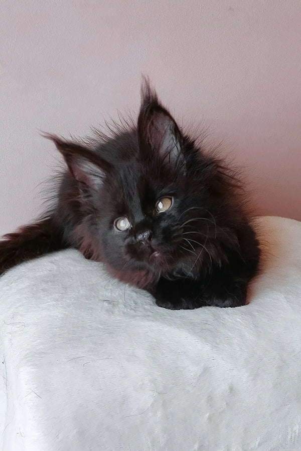 Fluffy black kitten playing with Gray Maine Coon Kitten in cozy setting