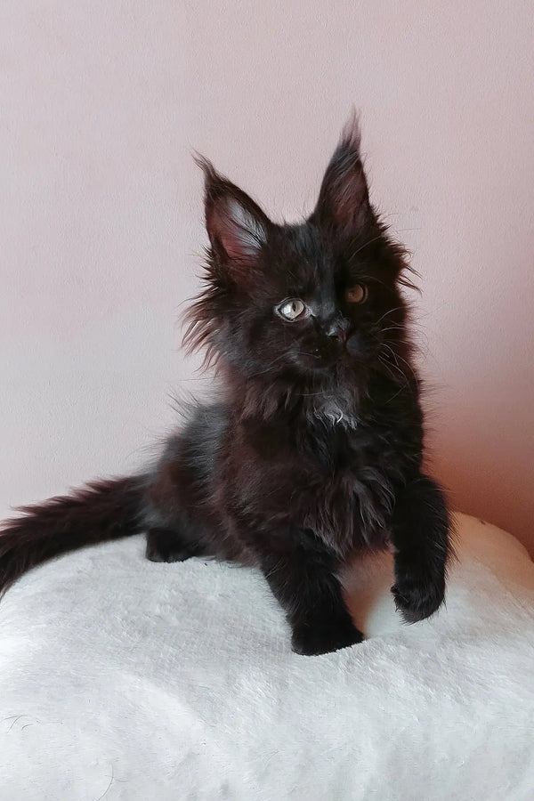 Fluffy black Maine Coon kitten with tufted ears adorably lounging in gray