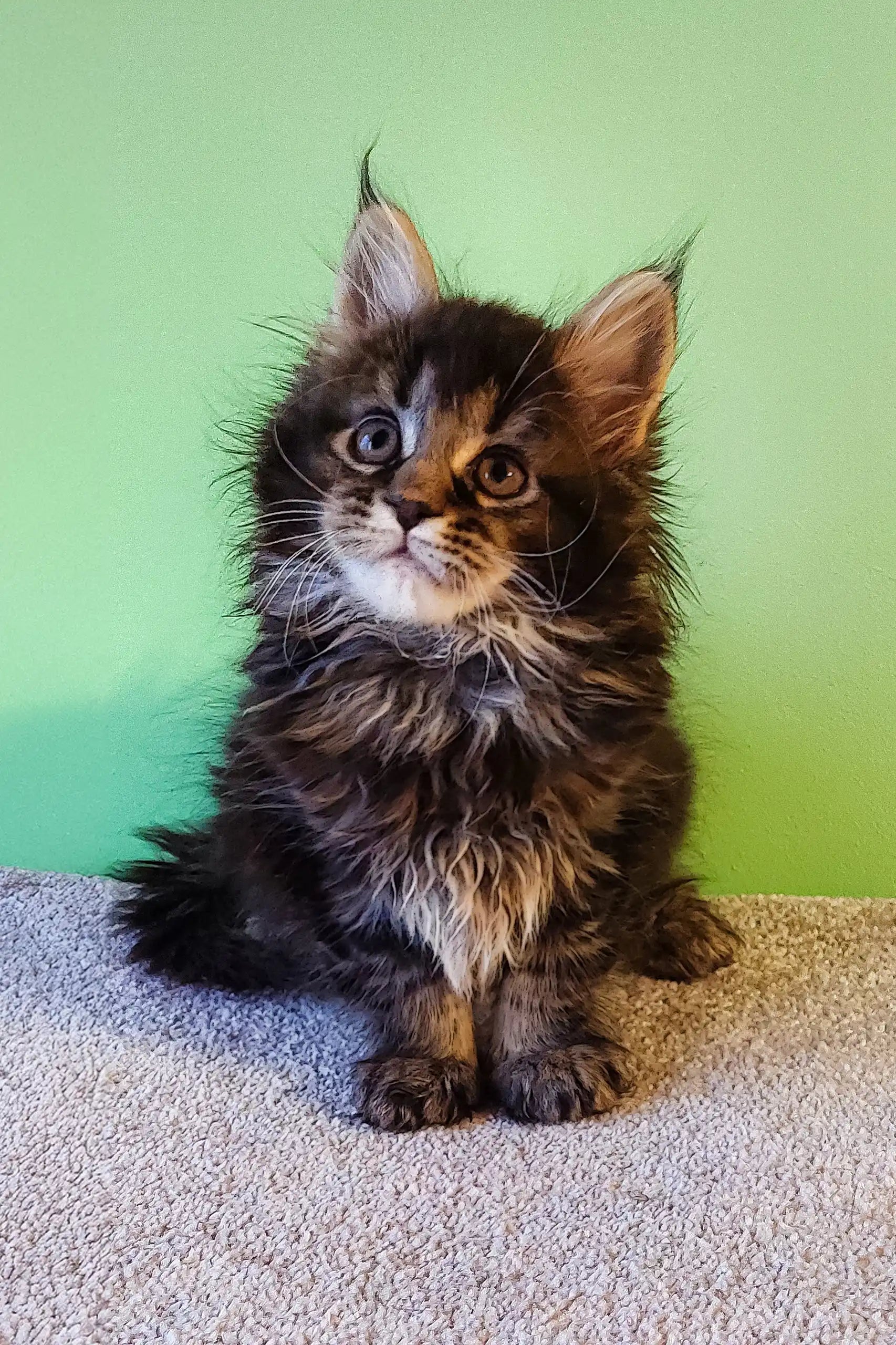 Meet Grays: A Mesmerizing Maine Coon Kitten