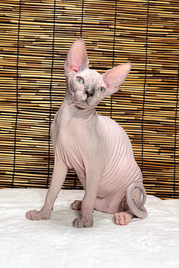 Greta | canadian sphynx kitten