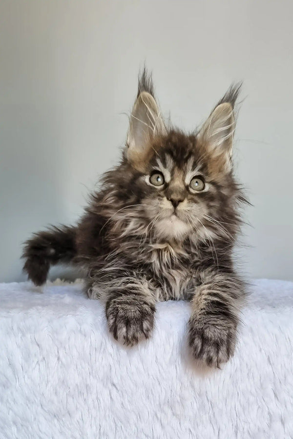 Grom | maine coon kitten