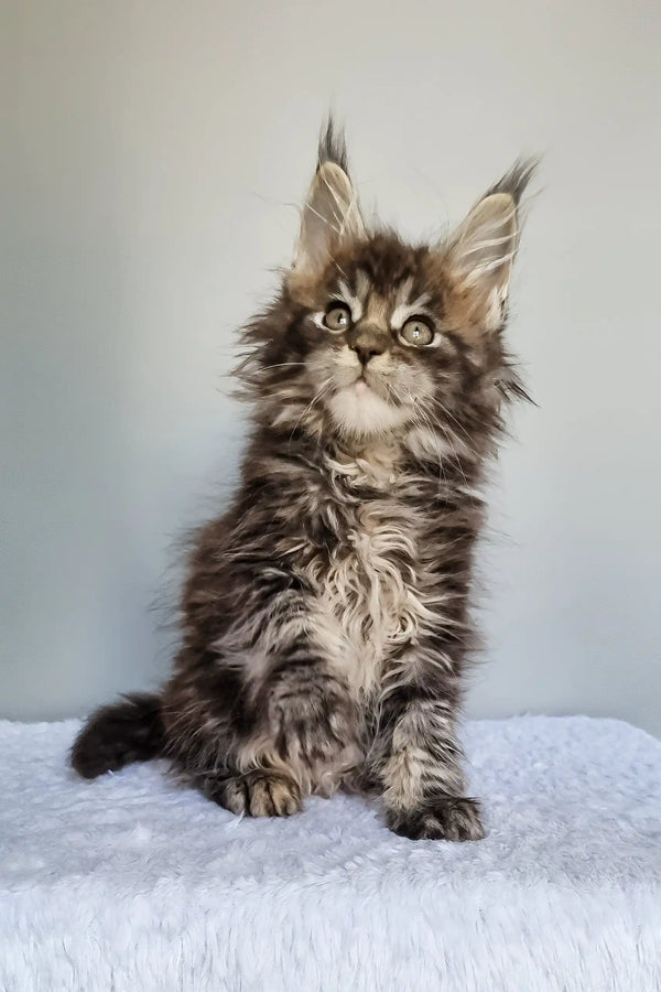 Grom | maine coon kitten