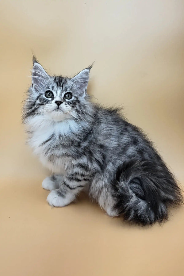 Gucci | maine coon kitten