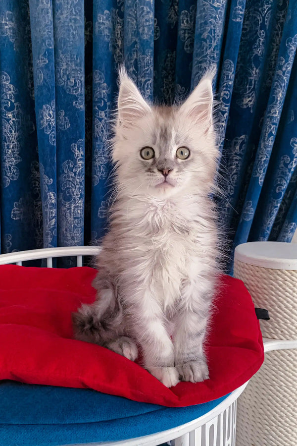 Fluffy gray Maine Coon kitten with pointed ears named Gustavo, looking cute and playful