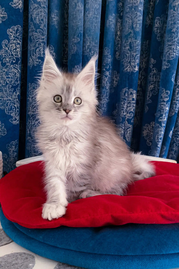 Silver tabby kitten named Gustavo from the Maine Coon breed, super cute!