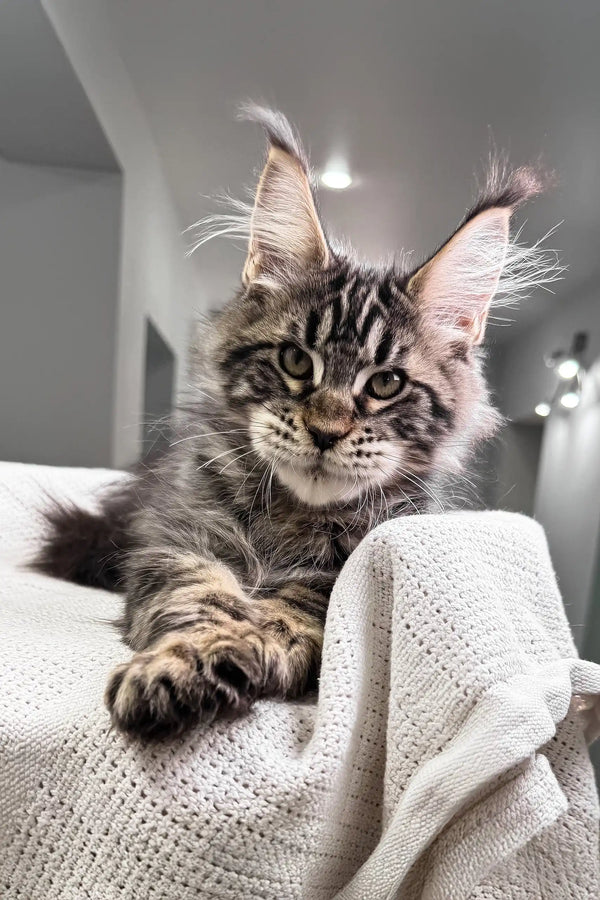 Hansom | polydactyl maine coon