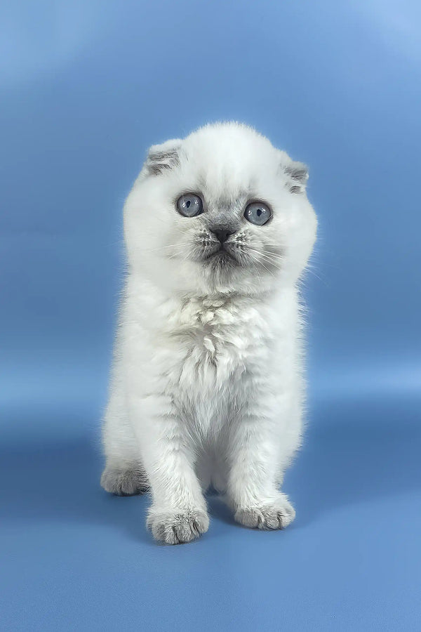 Happy | scottish fold kitten