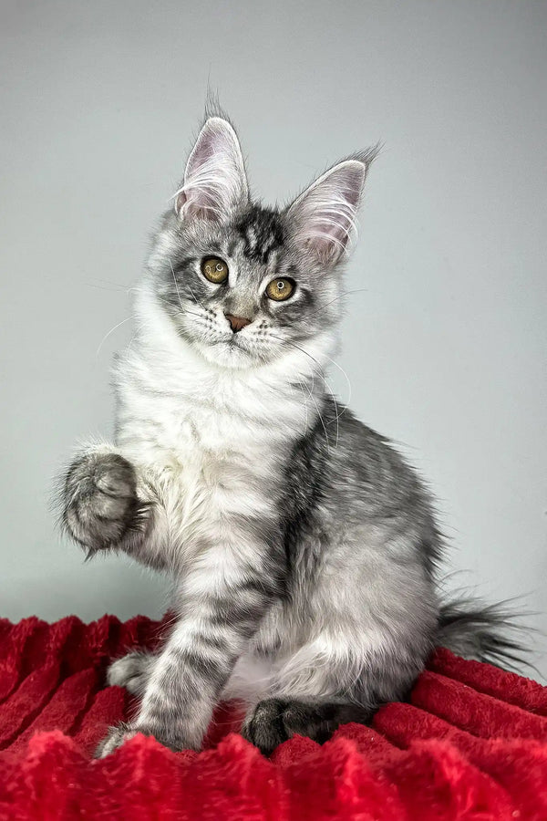 Harmony | maine coon kitten