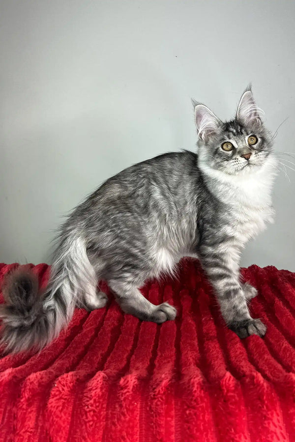 Harmony | maine coon kitten