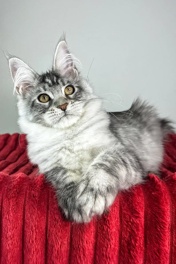 Harmony | maine coon kitten