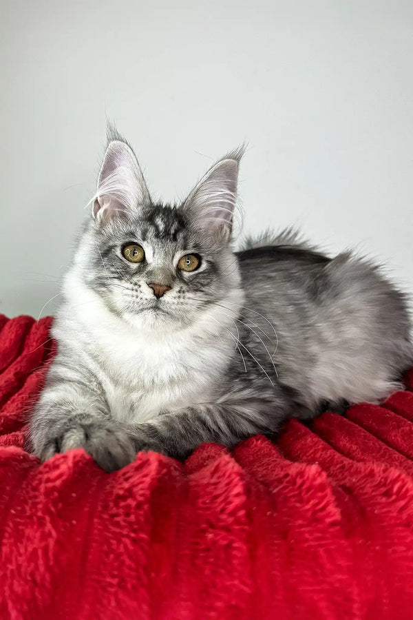 Harmony | maine coon kitten