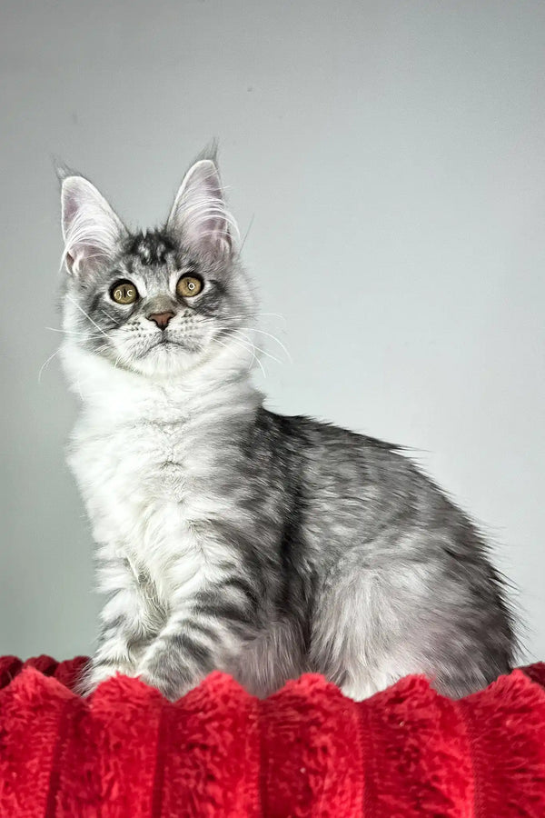 Harmony | maine coon kitten