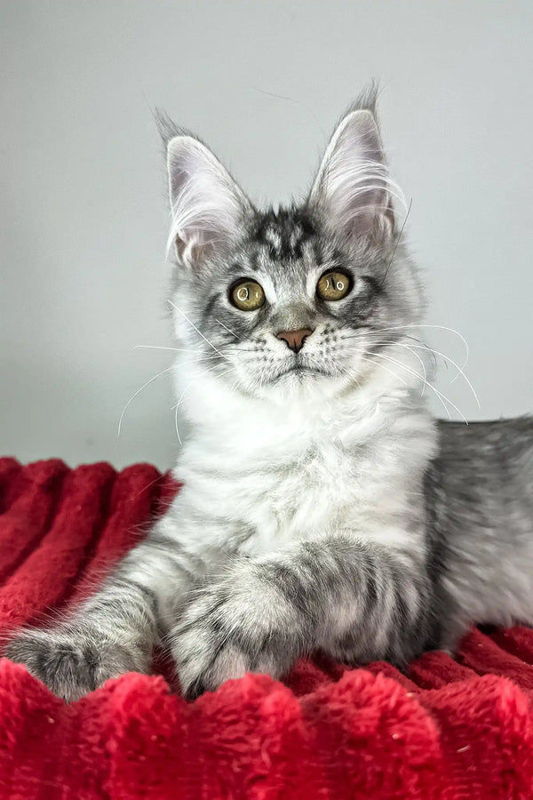 Harmony | maine coon kitten