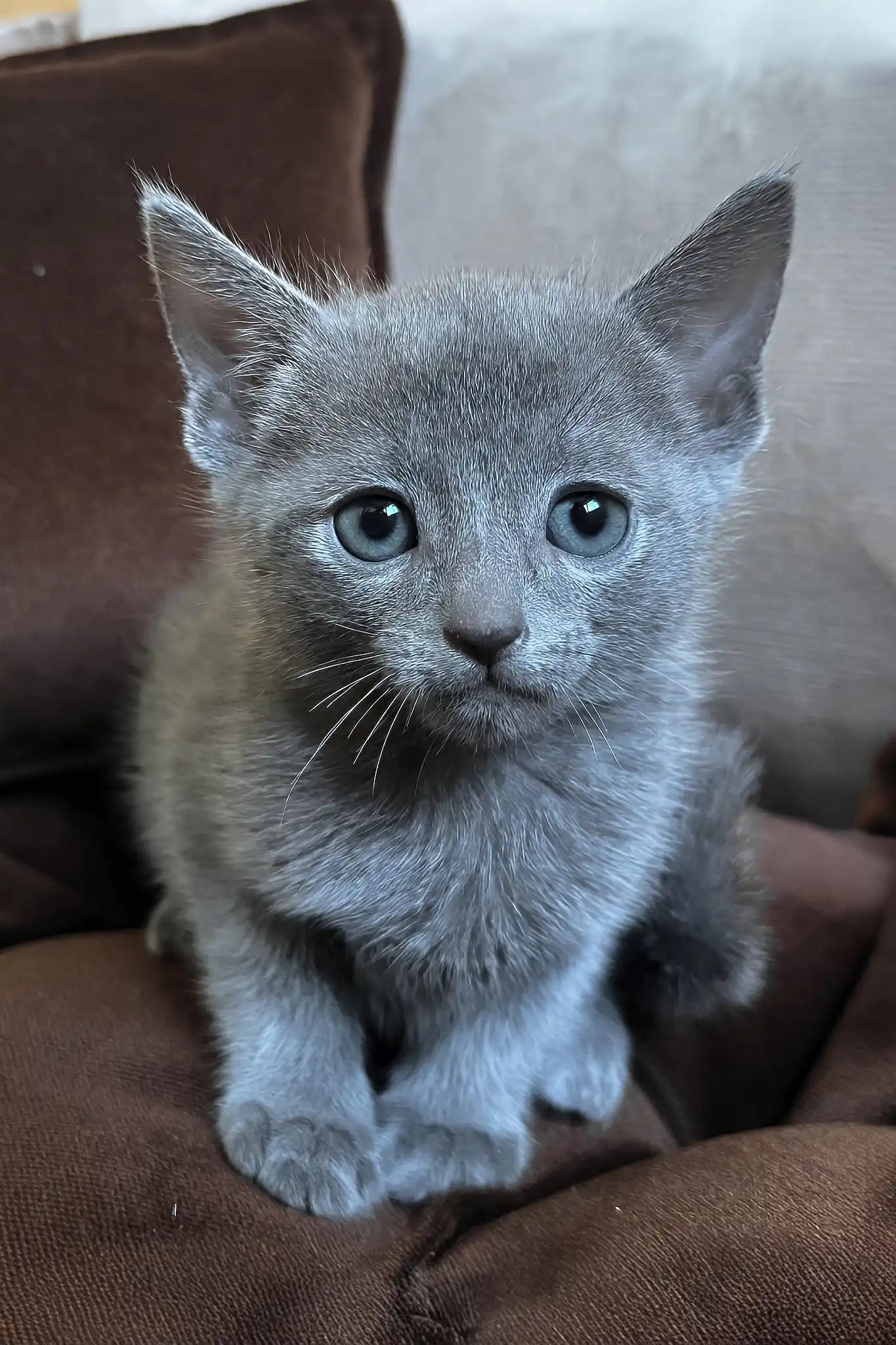 Meet Harold: Graceful Russian Blue Kitten - Main Image