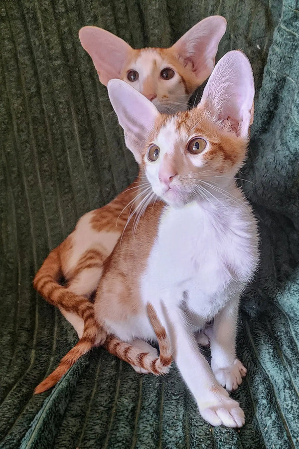 Two adorable Oriental Kittens snuggling on a green fabric surface