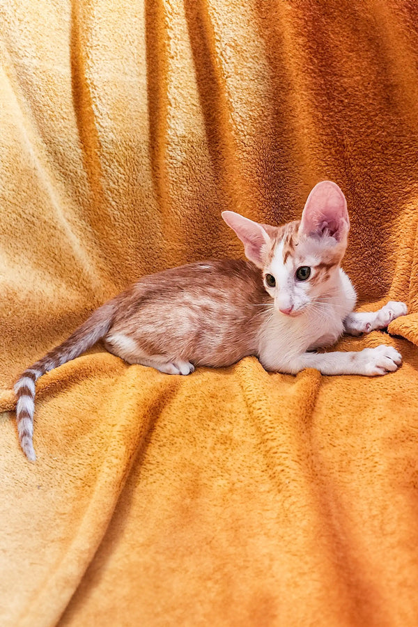 Slender wide-eared Oriental kitten with mottled fur on golden fabric