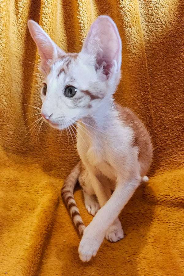 White Oriental Kitten with big ears and striped tail on golden fabric