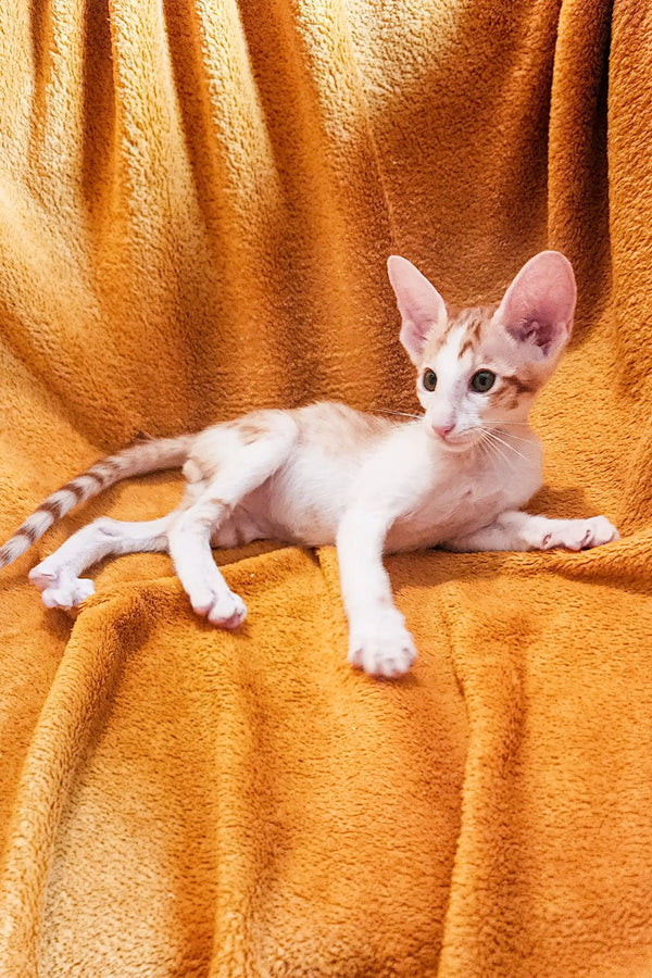 Hairless Oriental Kitten with big ears lounging on vibrant orange fabric