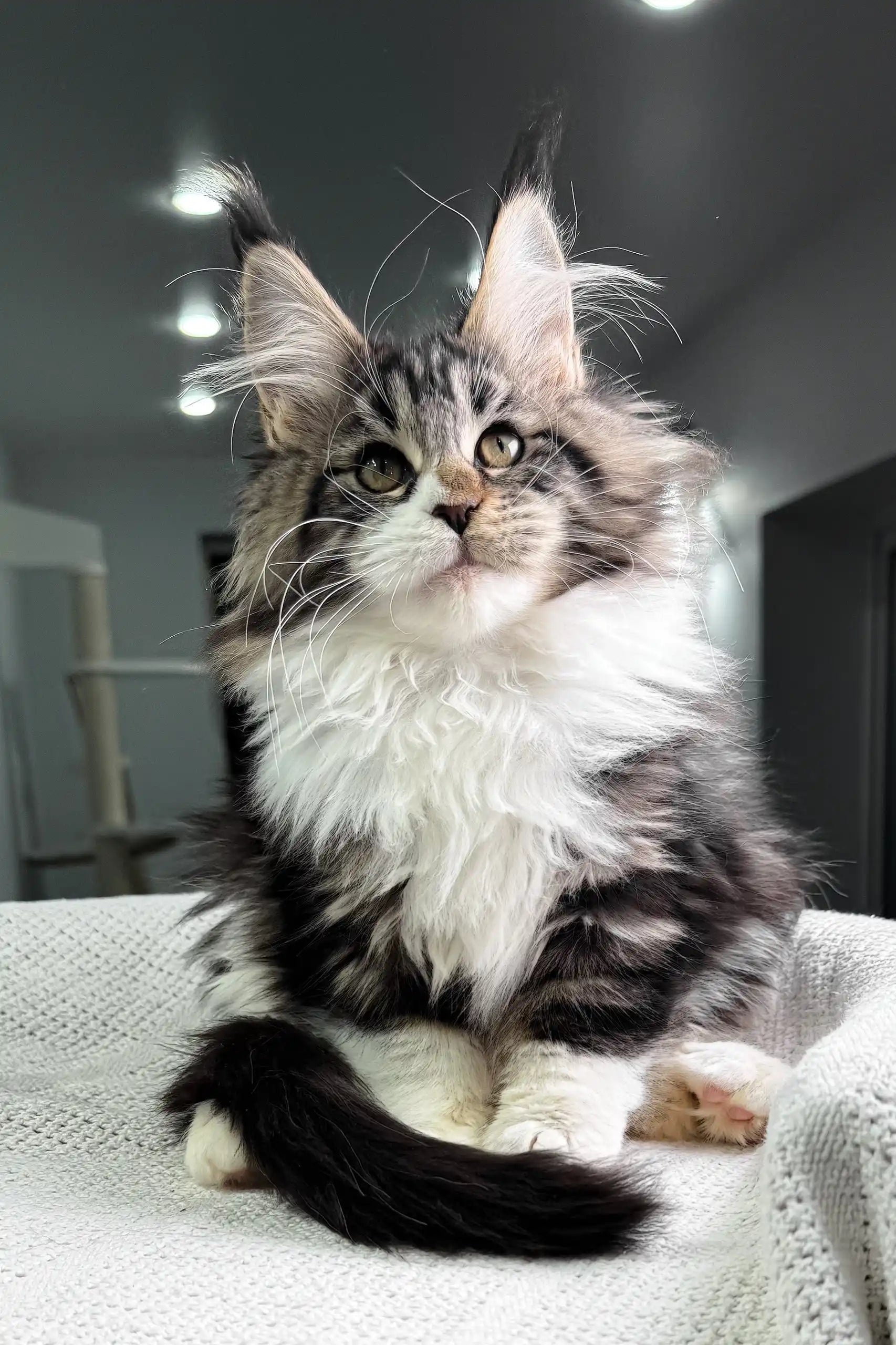 Meet Hattie The Playful Maine Coon Kitten - Main Image