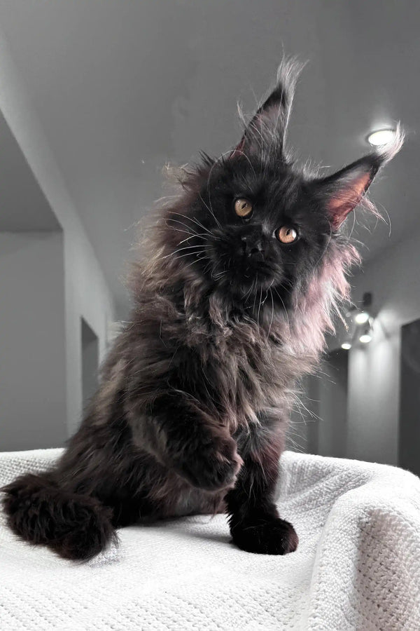 Heather | maine coon kitten