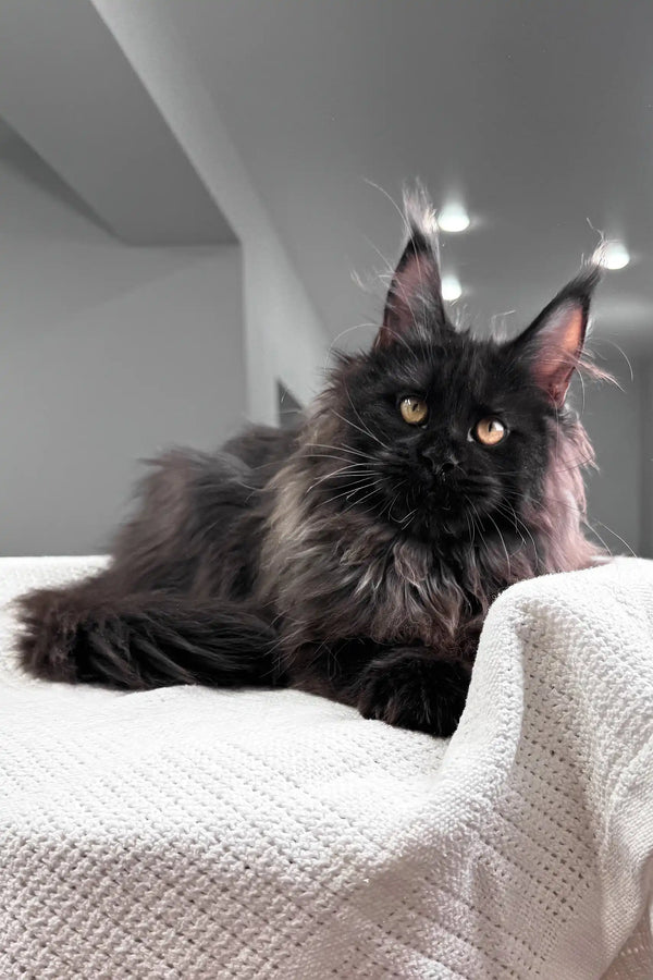 Heather | maine coon kitten