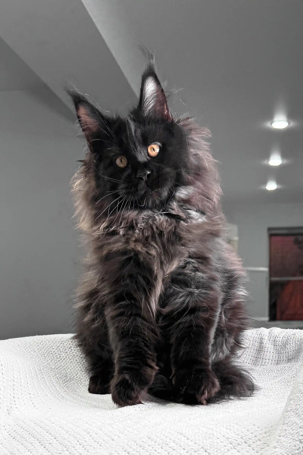 Heather | maine coon kitten