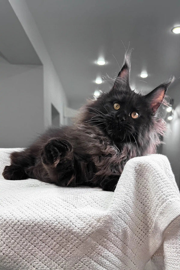 Heather | maine coon kitten