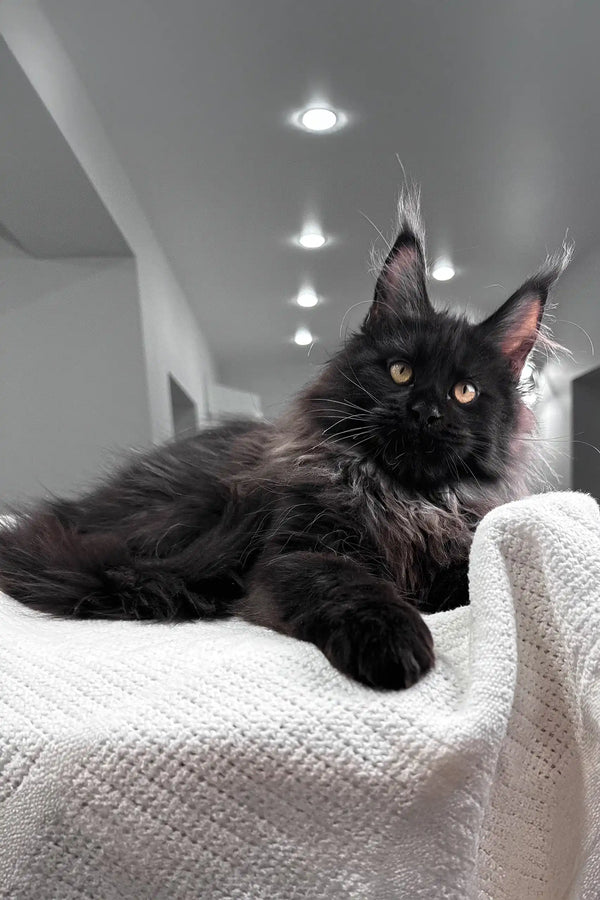 Heather | maine coon kitten