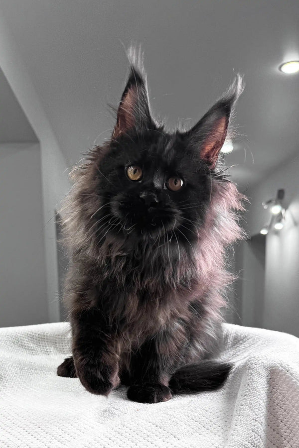 Heather | maine coon kitten