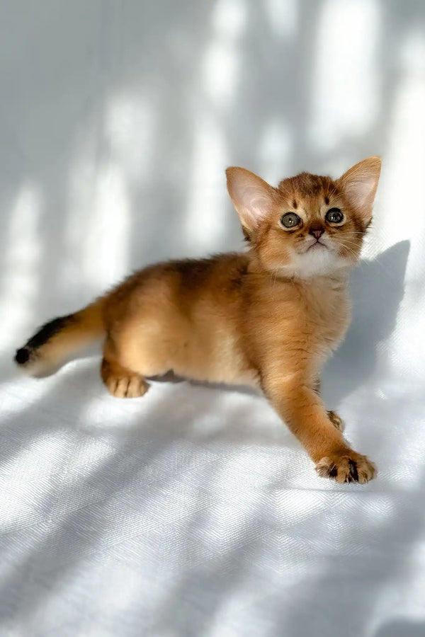 Hilary | somali kitten