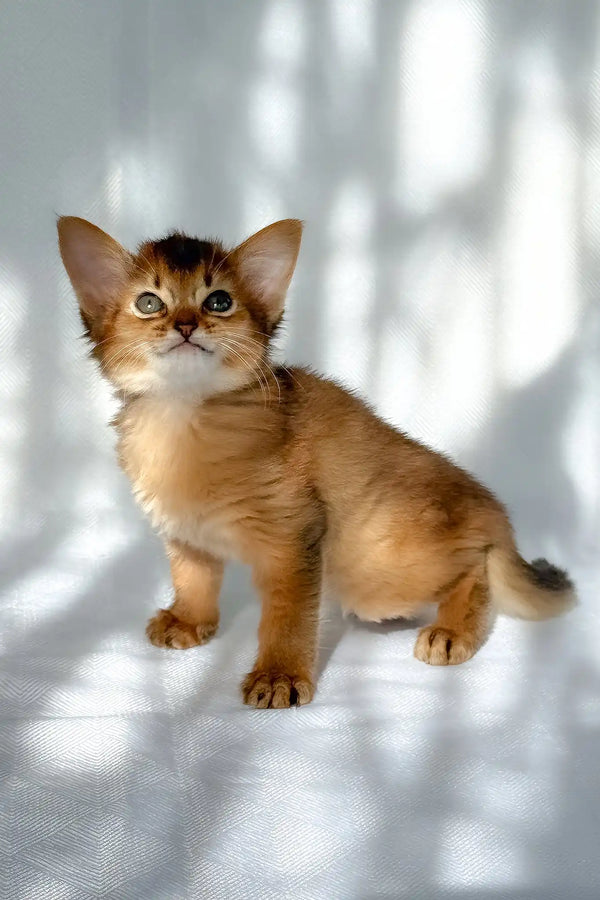 Hilary | somali kitten