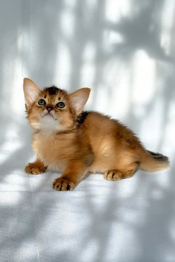 Hilary | somali kitten