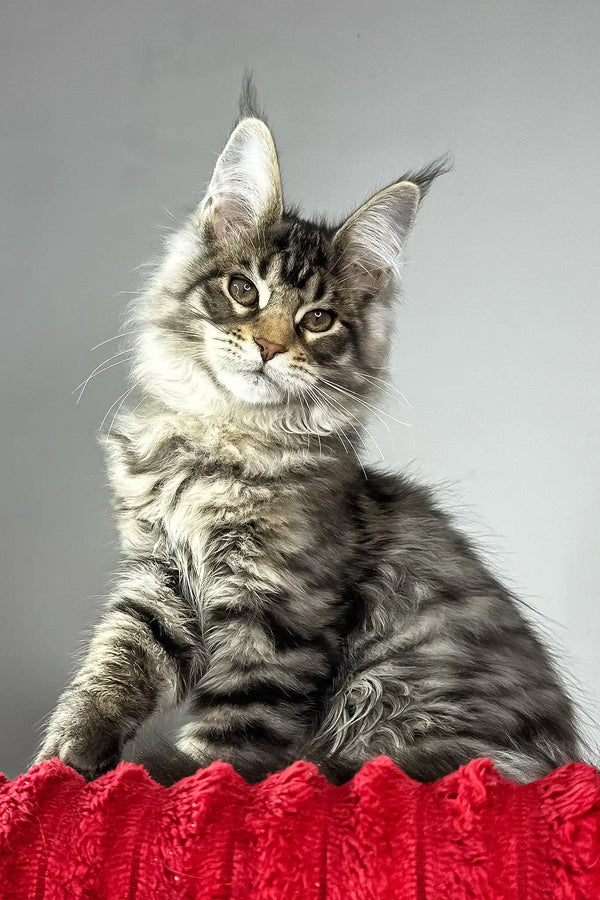 Hip-hop | maine coon kitten