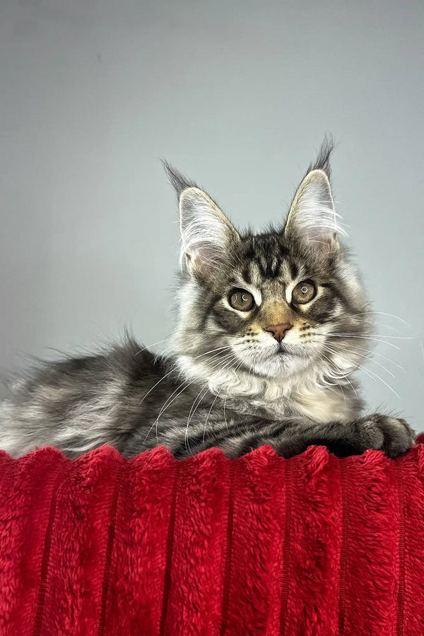 Hip-hop | maine coon kitten