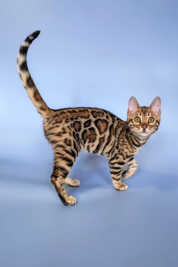 Bengal cat named Hope showcasing spotted and striped markings in a playful pose
