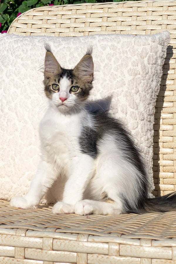 Fluffy Maine Coon kitten resting on a wicker chair, looking adorable and cozy