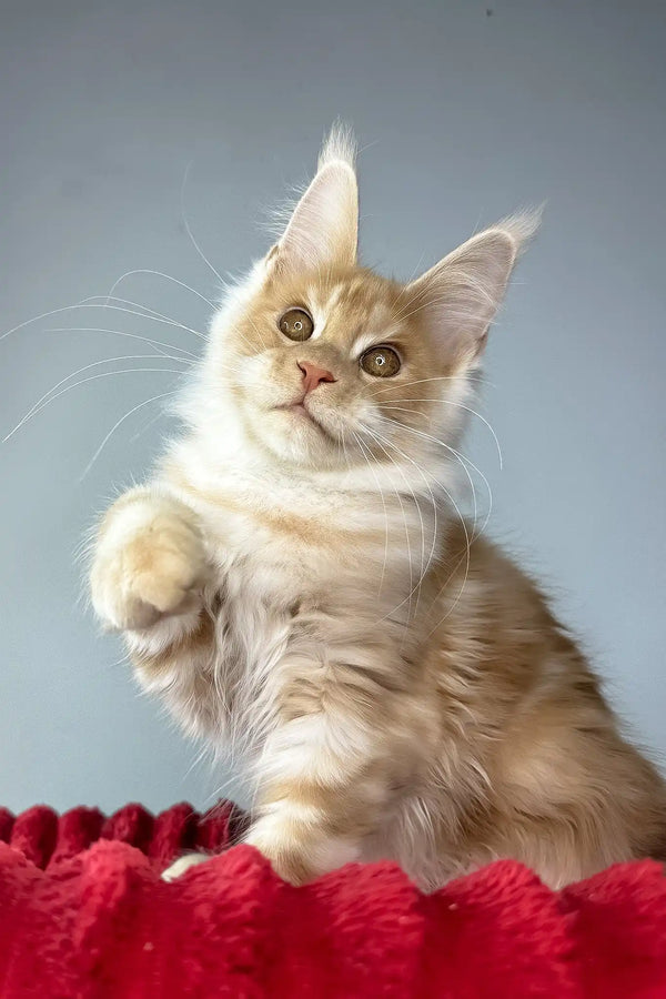 Hugo | maine coon kitten