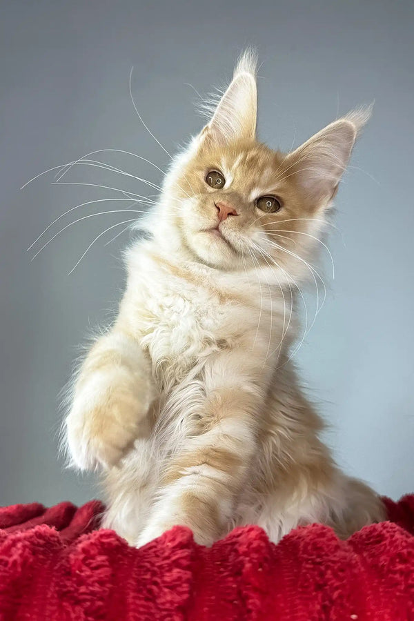 Hugo | maine coon kitten